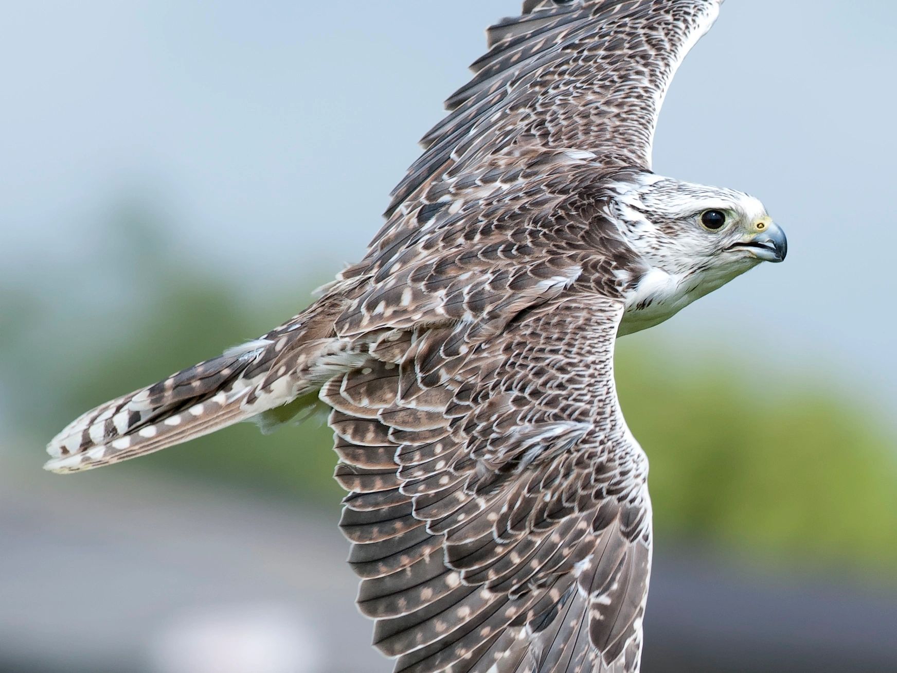 The Cumberland Bird of Prey Centre.