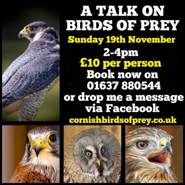 Birds of Prey - The Cornish Birds of Prey Centre