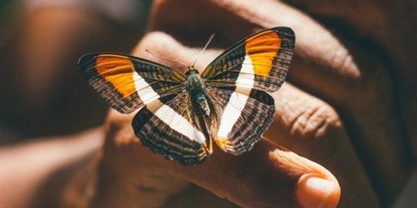 A close-up view shows the back of a hand. A black and orange butterfly perches on an extended finger