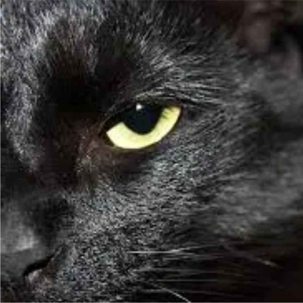 An extreme close-up shows the right half of a black cat's face. She gazes directly at the viewer.