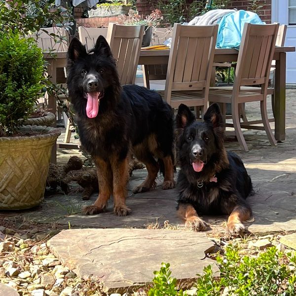 Two happy black and tan German Shepherds outdoors on a stone patio.