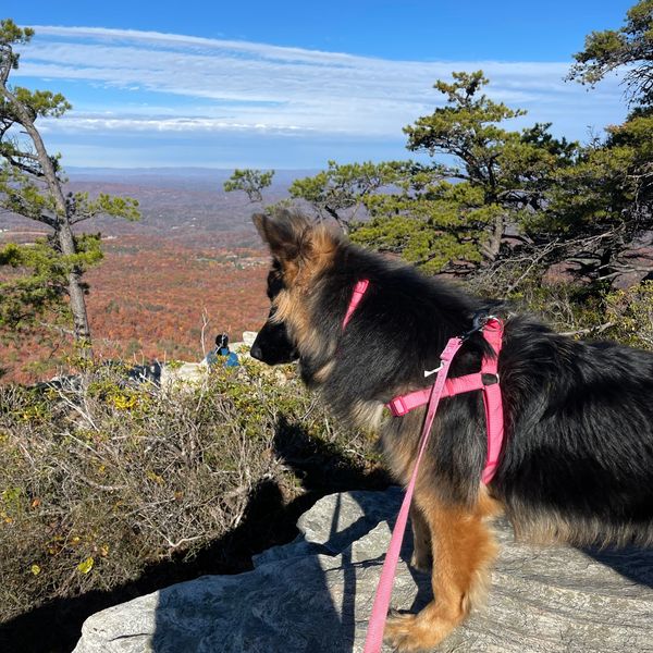 German Shepherd dog wearing a pink harness on a rocky overlook with a scenic autumn view.