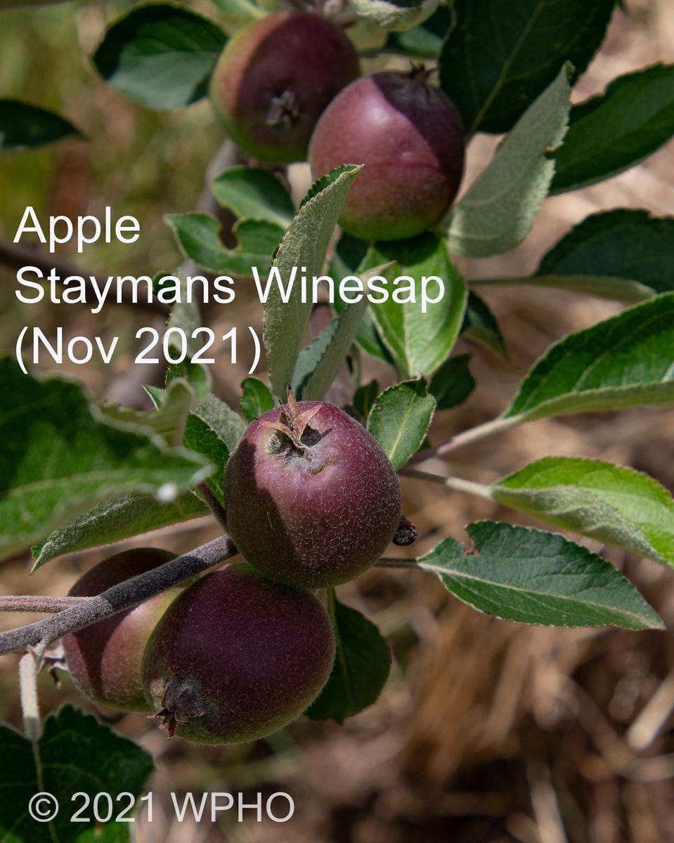 STAYMANS WINESAP APPLE TREE (PICK UP ONLY)