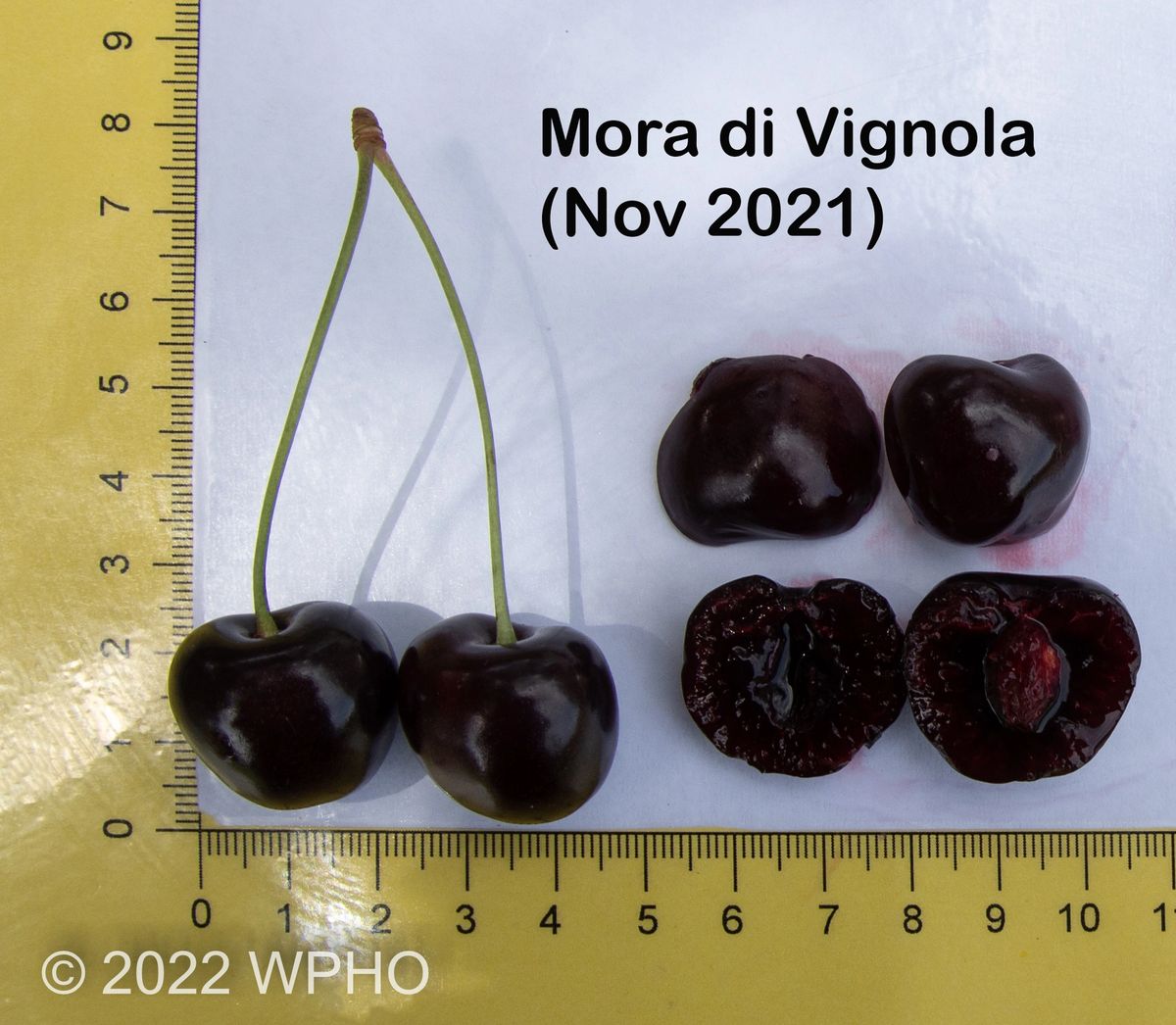 MORA DI VIGNOLA CHERRY (SCION)