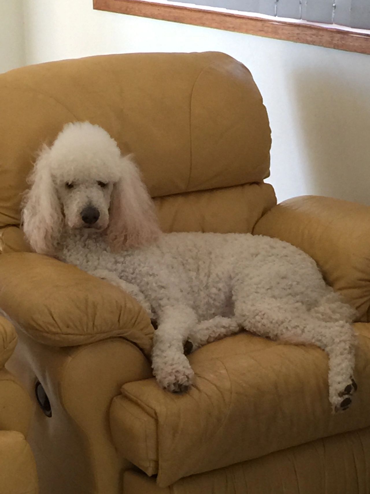 Why Do Dogs Sit On The Couch