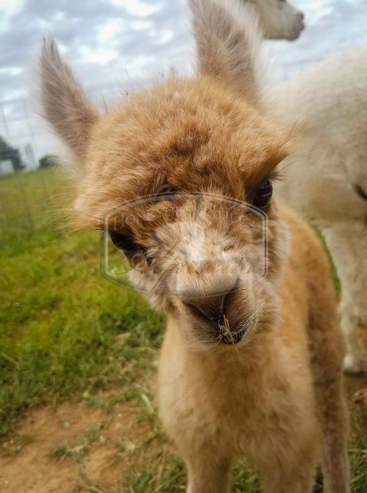 Sterling Silver Alpaca Earrings