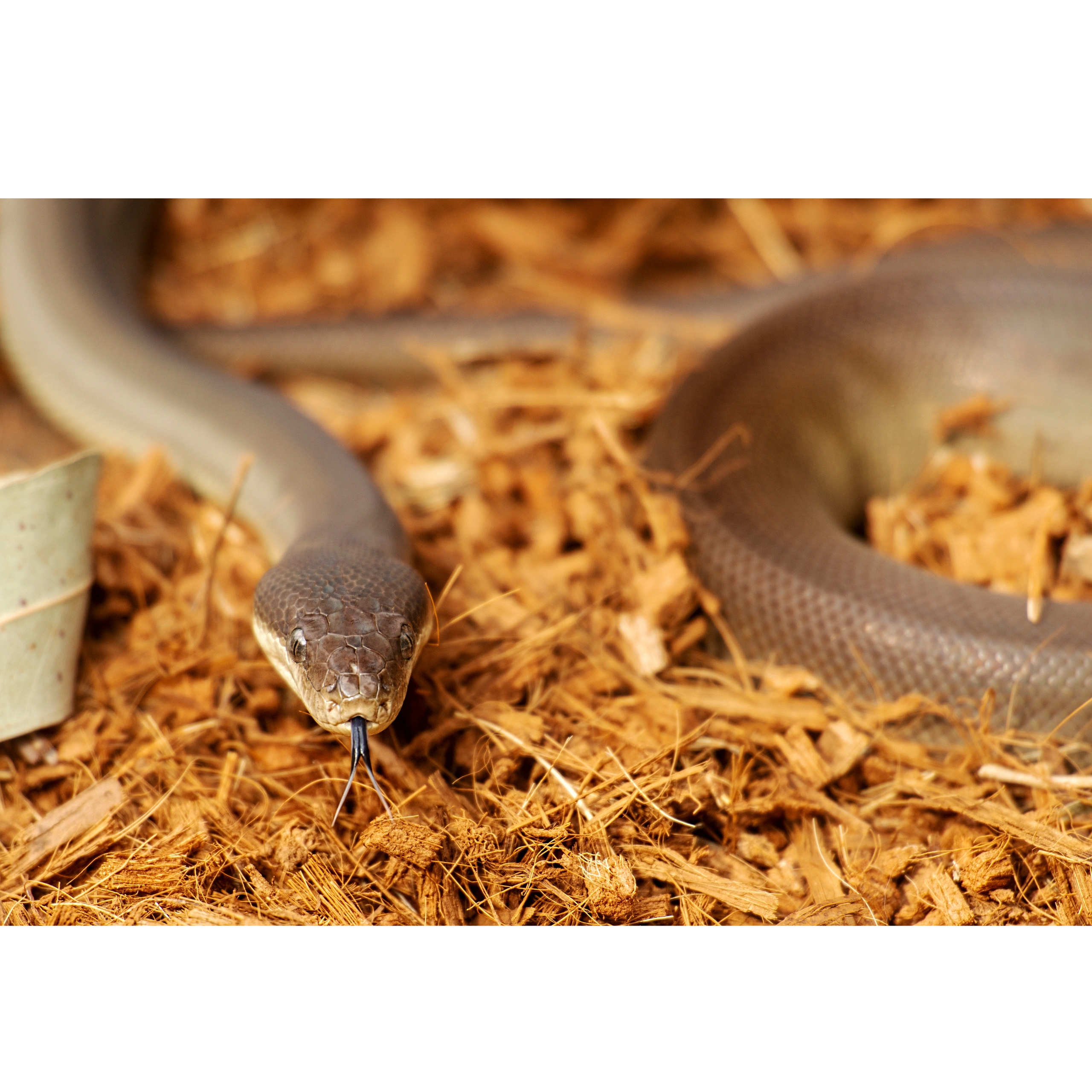 Keeping an Olive Python (Liasis olivaceus): A Complete Care Guide