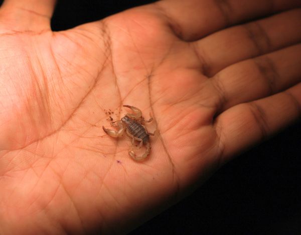 Flinders Range Scorpions (Urodacus macrurus)