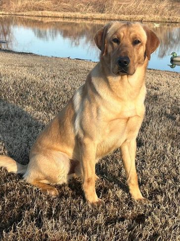 HR Sycamore's American Muscle aka Judge at one year old at North Fork Retrievers in Tennessee