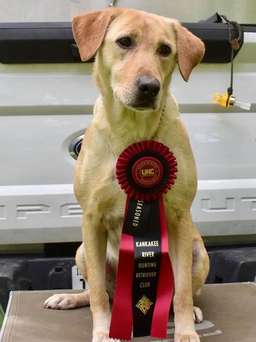 HRCH BlackFoot’s Straight no Chaser MH
aka: Rox 
UKC Seasoned Ribbon