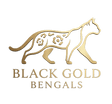Black Gold Bengals