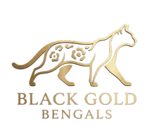Black Gold Bengals