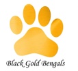 Black Gold Bengals