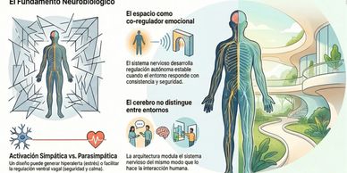 Ilustración del fundamento neurobiológico de la regulación emocional.