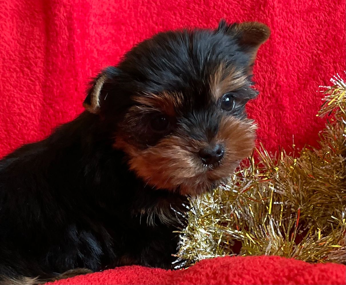 Yorkie male available soon