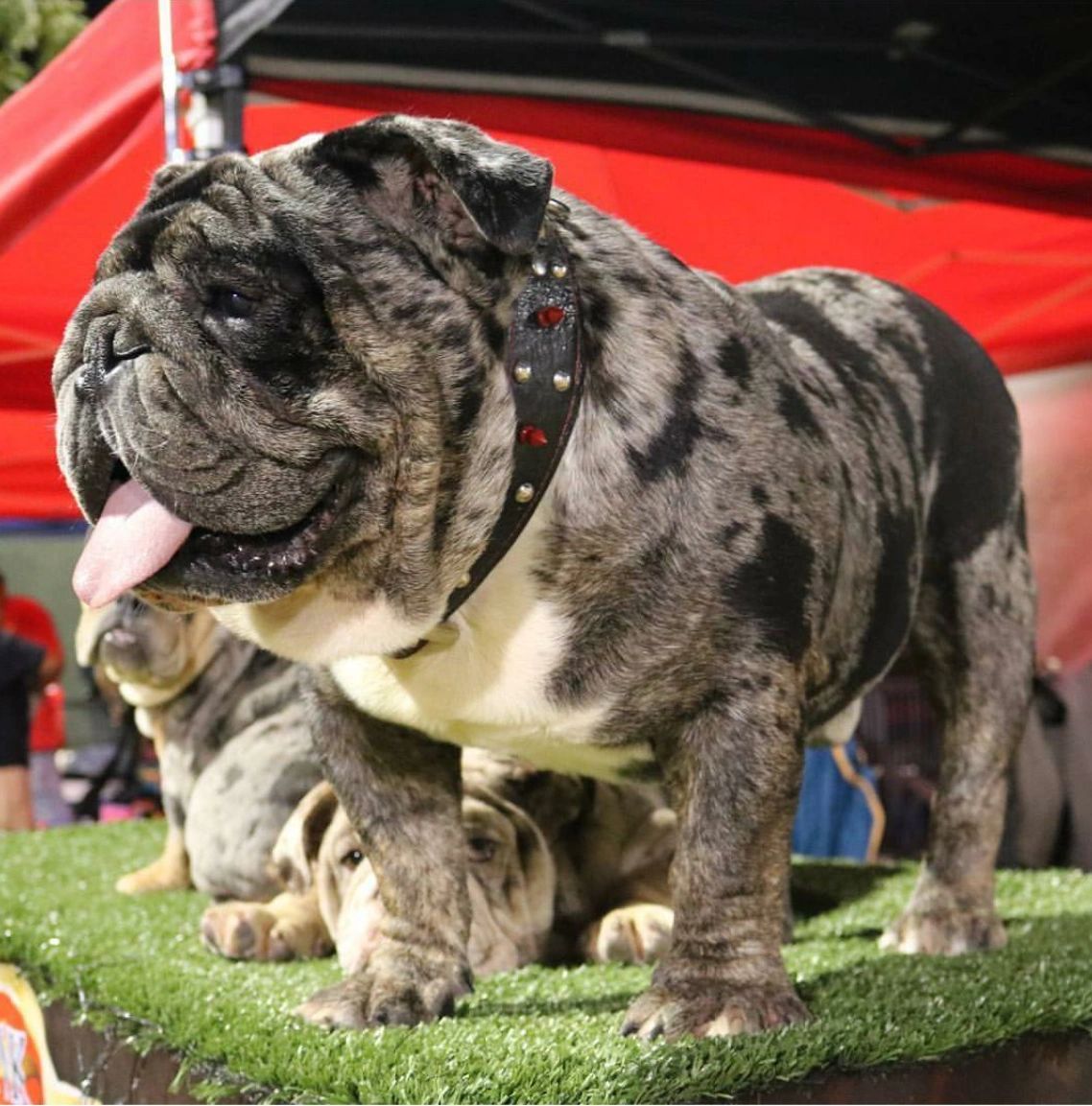 black tri english bulldog