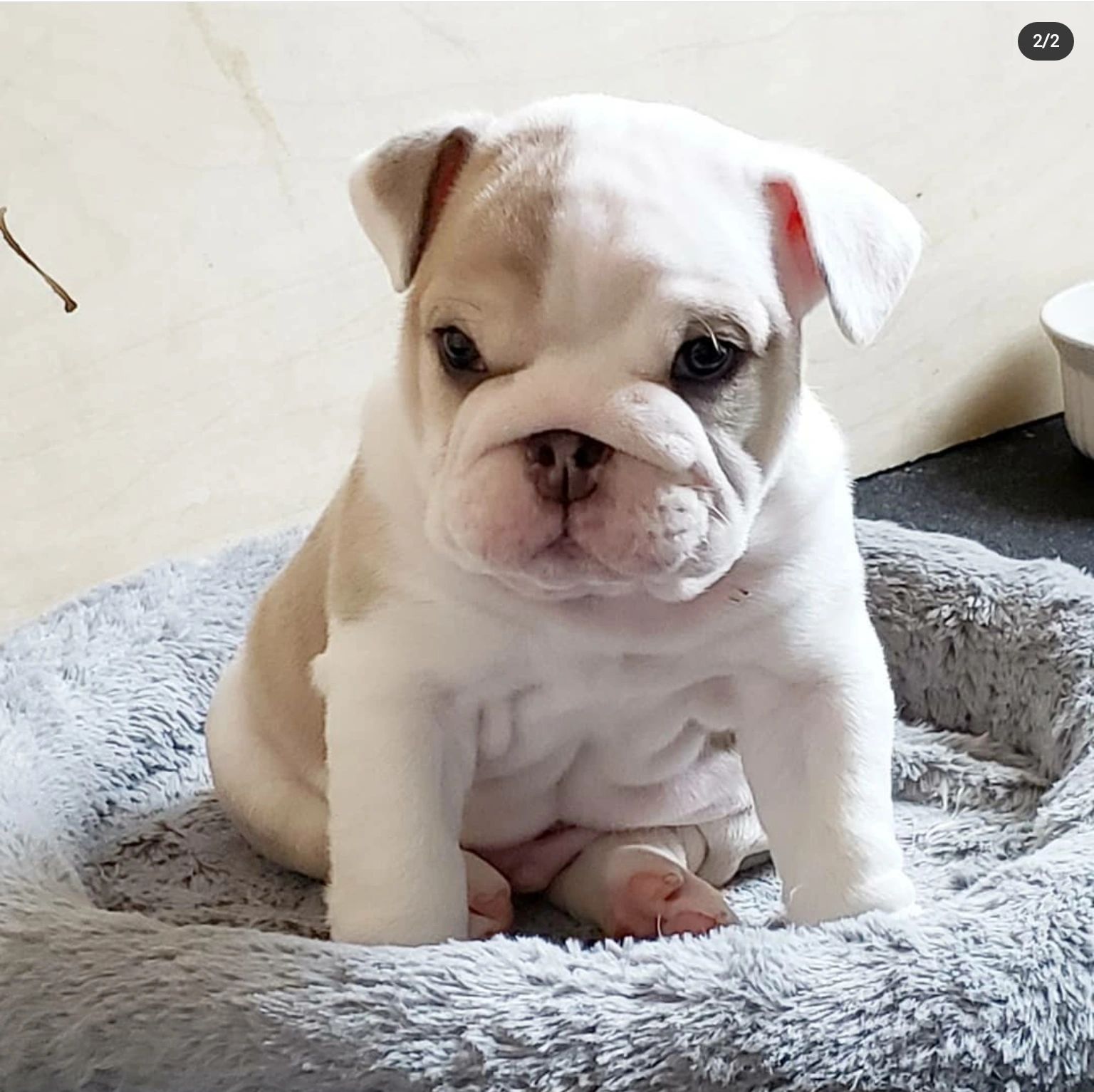 How To House Train Your Mini English Bulldog