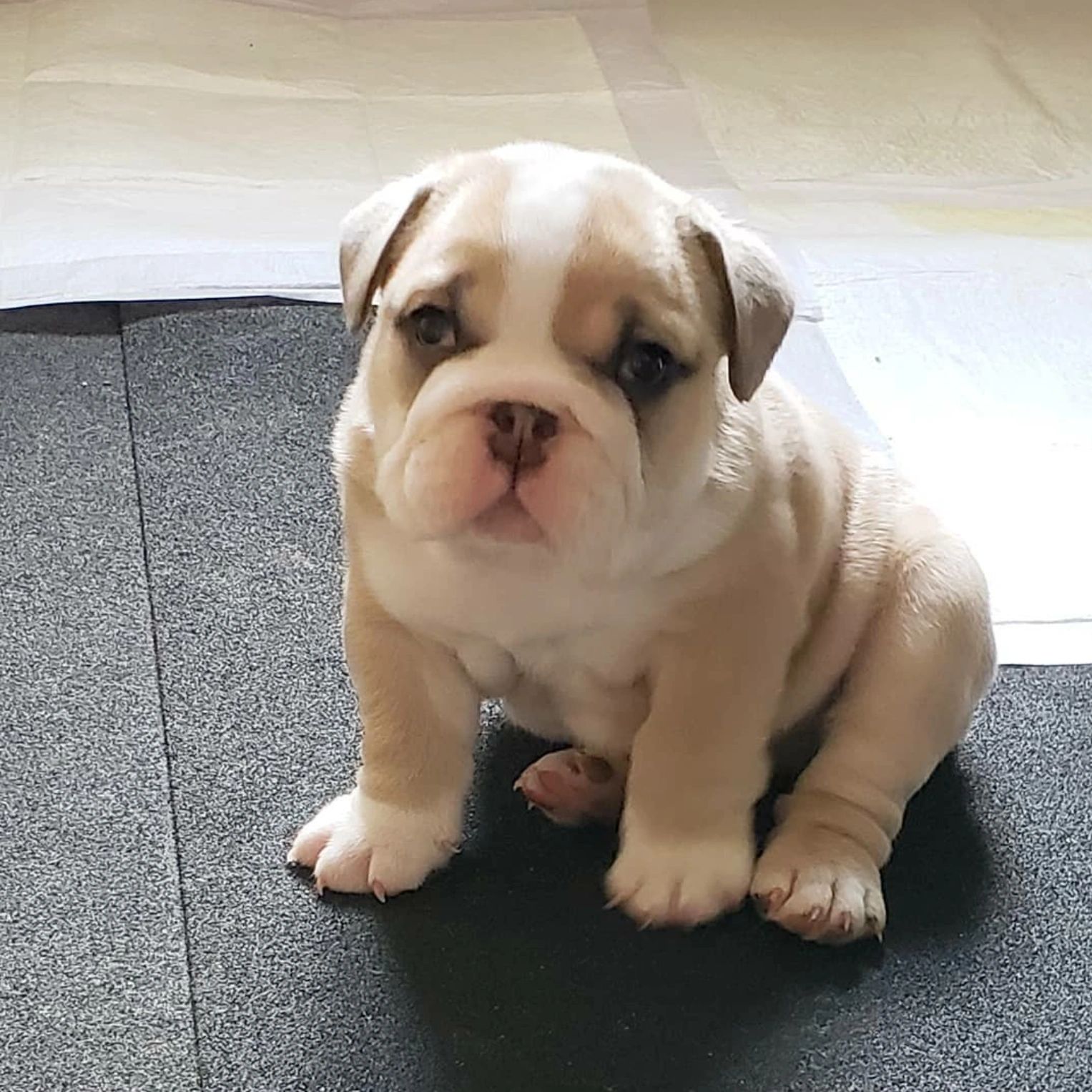 How To Train Your English Bulldog