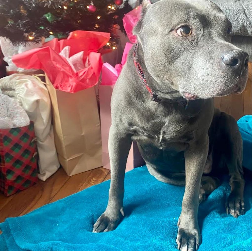The owner of Theraluma’s dog who inspired the name: sitting next to a Christmas tree
