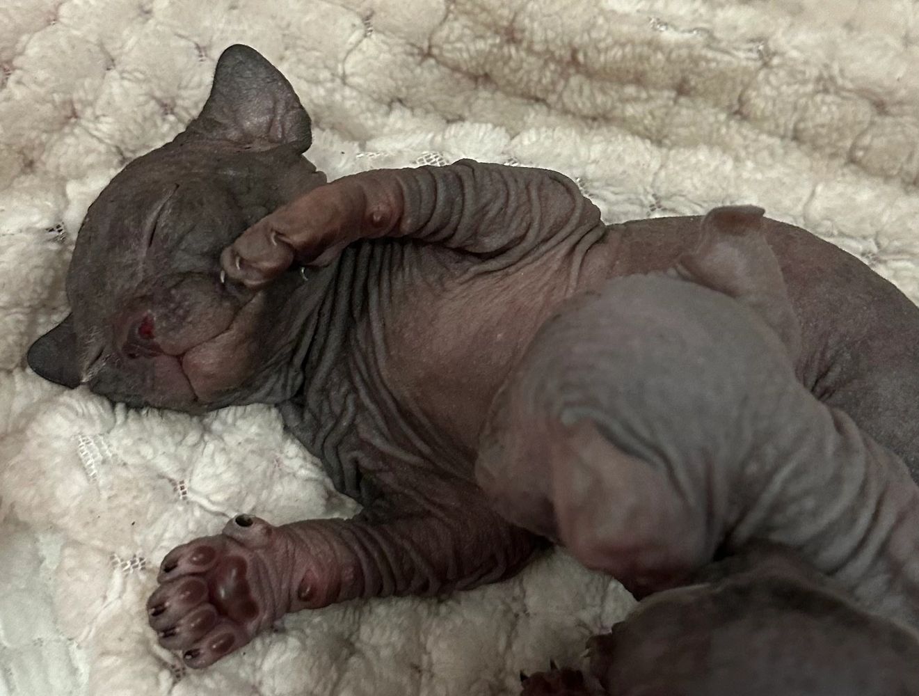 Sphynx babies hot sale