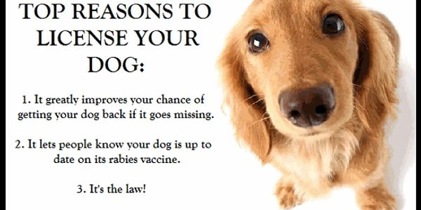 Top reasons to license your dog with a cute dog image.