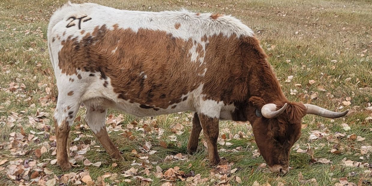 Brown and white cow grazing on grass.
