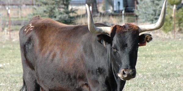 Black cow with large curved horns standing in a field.