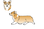 Overo Pembroke Welsh Corgis