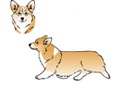 Overo Pembroke Welsh Corgis