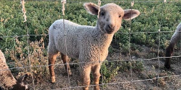 baby lamb peeking through sheep wire