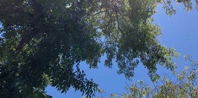 Trees against a sky