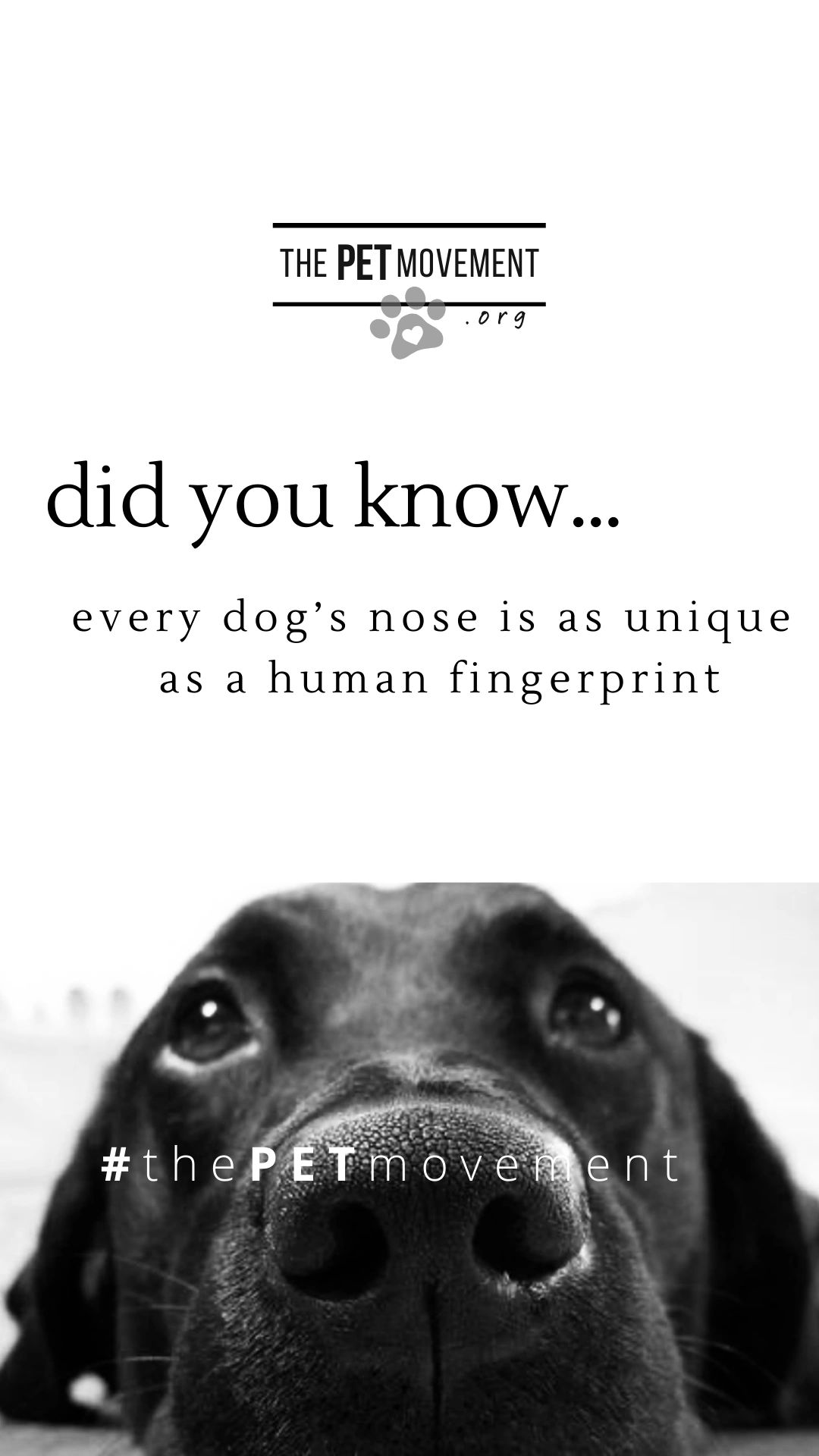 Every dog's nose is unique, like a human fingerprint.