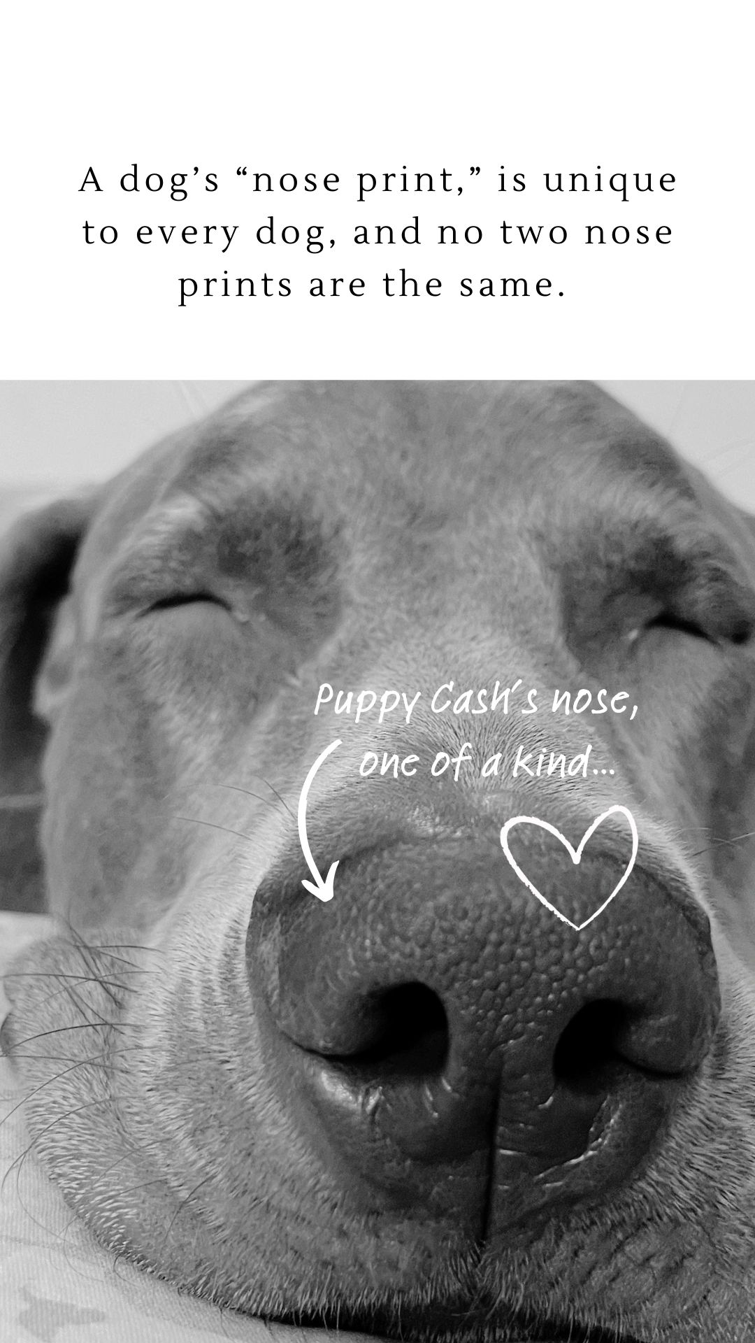 Close-up of a dog's unique nose print.