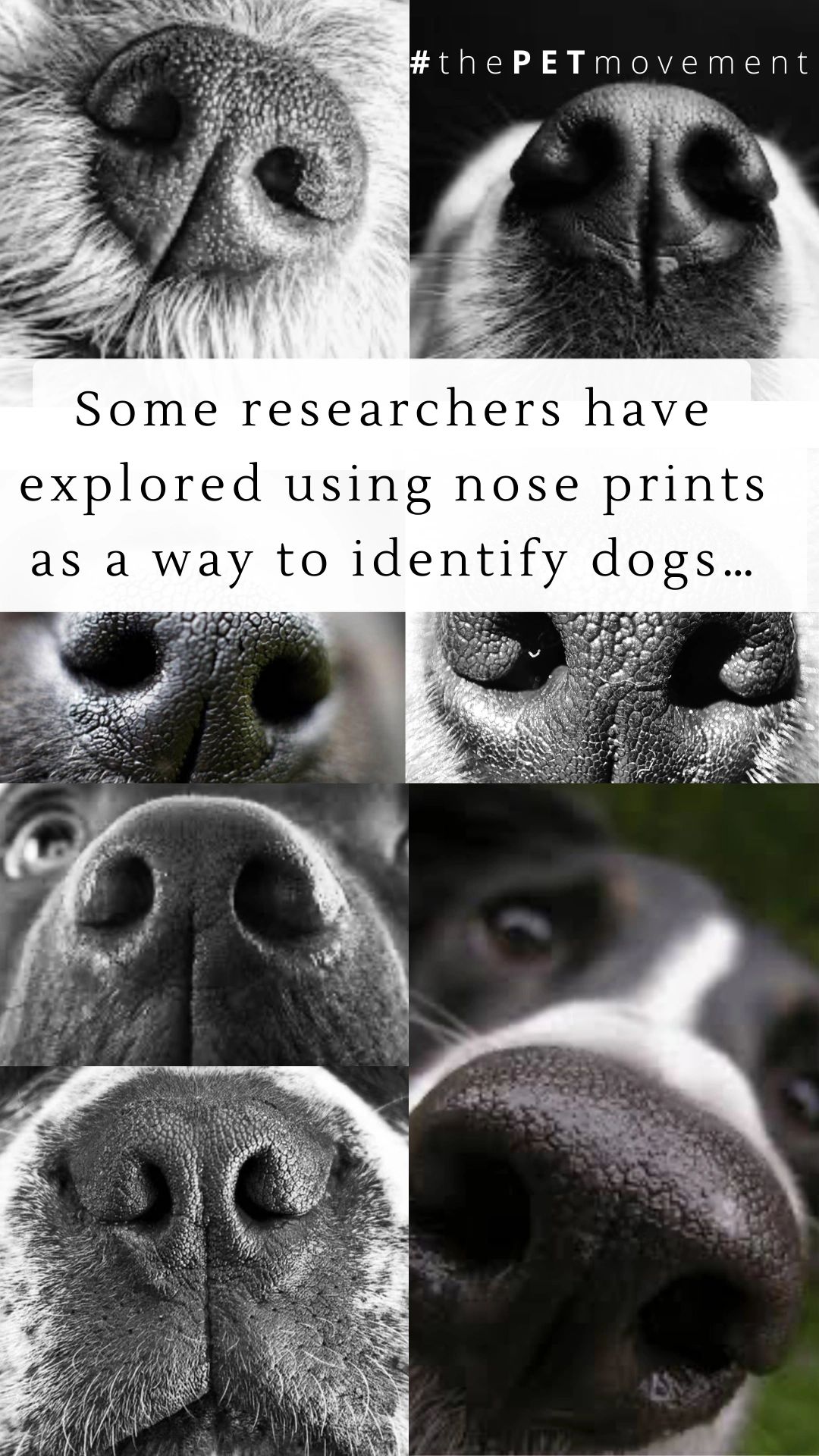Close-up photos of dog noses for identification research.
