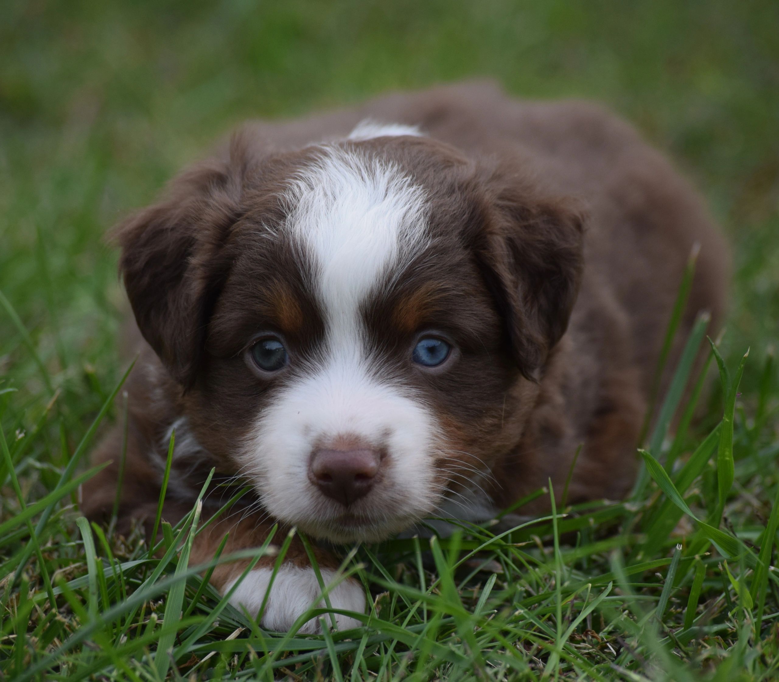 Available Male Jasper
$1000