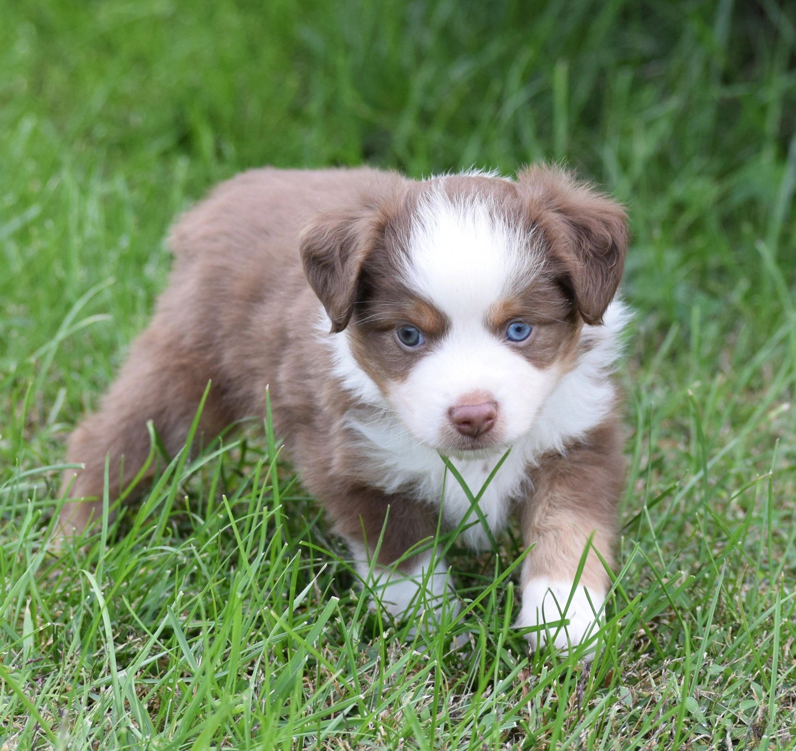 Available male Oliver
$1200
SOLD