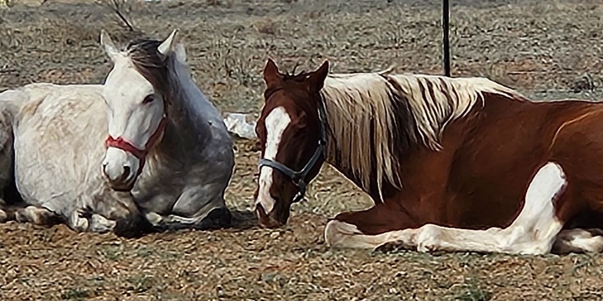 Two horses lying down on dry grass in a fenced area.