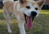 Japanese Akita Inu Sydney - Okami