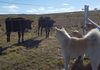 Japanese Akita Inu Sydney - Greeting the neighbours