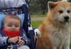 Japanese Akita Inu Sydney - My two boys