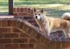 Japanese Akita Inu Sydney - Kimiko
