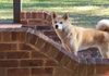 Japanese Akita Inu Sydney - Kimiko