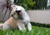 Japanese Akita Inu Sydney - Puppy poses