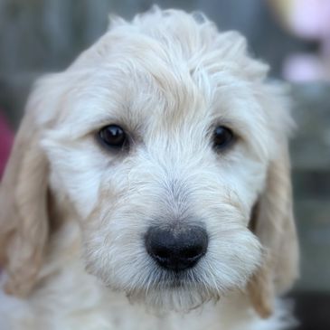 Goldendoodle Puppy looking at you