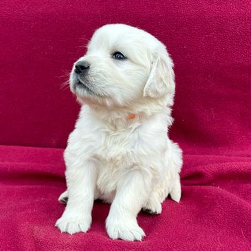 Golden Retriever Puppy pick of the litter