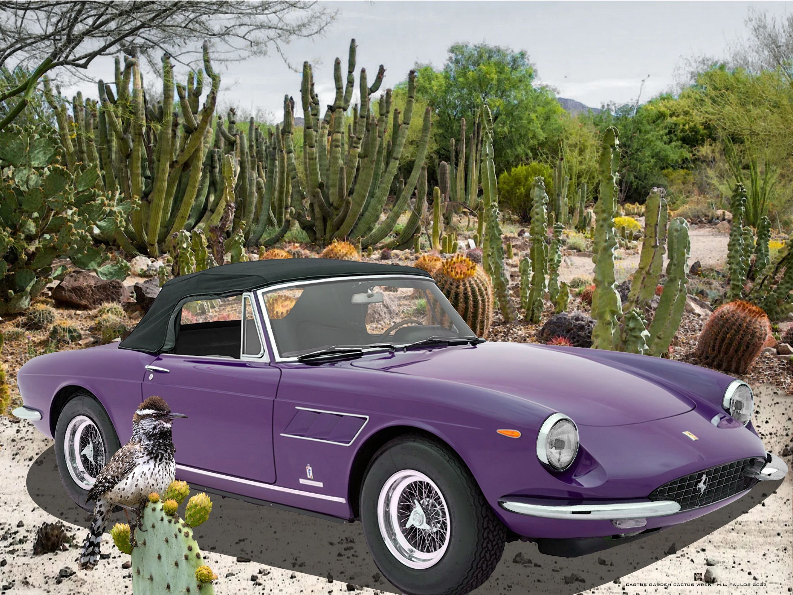 Cactus Wren and Classic Ferrari.