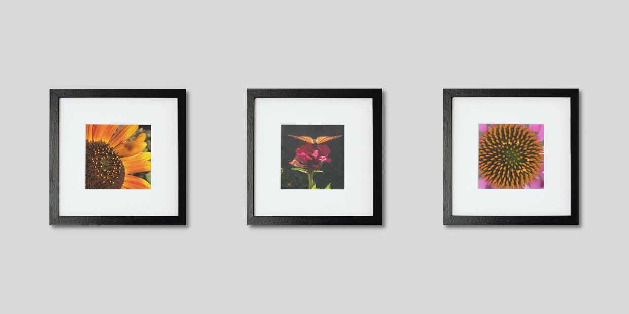 Three framed and matted prints of a sunflower, a monarch butterfly on a zinnia and an echinacea cone
