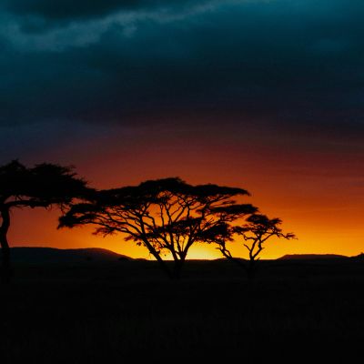 Silhouetted trees against a vibrant sunset.