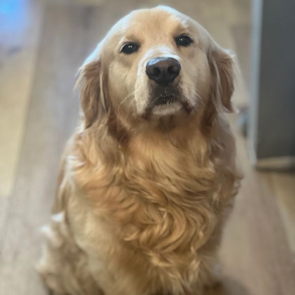 Golden retriever sitting indoors, looking attentively at the camera.