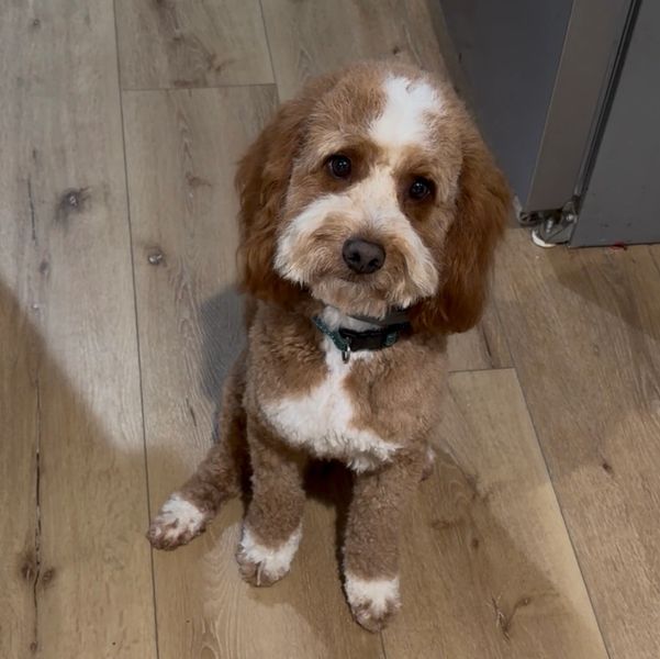 Small brown and white dog sitting on wooden floor, looking up.